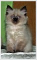 /album/alfonso/alfonso-9-hetes-001-jpg/